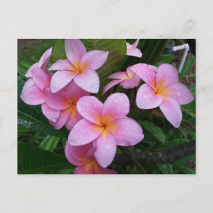 Hawaii Pink Plumeria Flowers Postcard