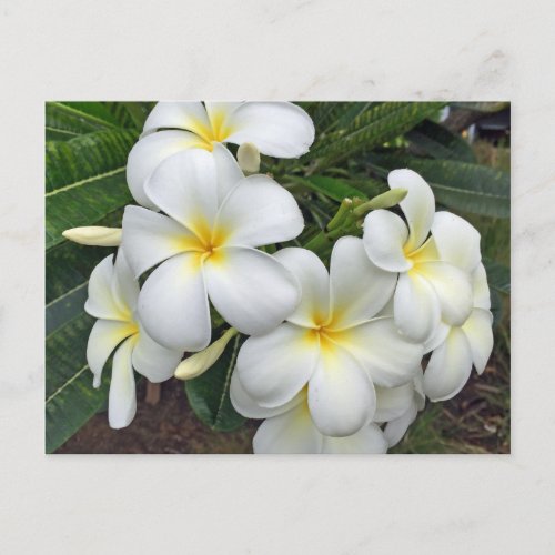 Hawaii Plumeria Flowers Postcard