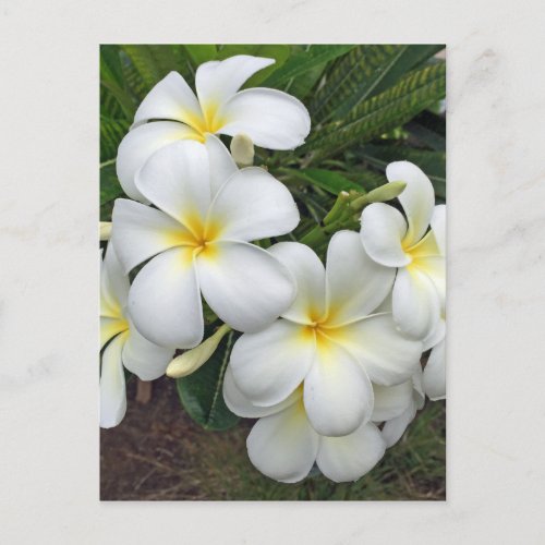 Hawaii Plumeria Flowers Postcard