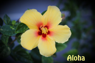 hawaii state flower gifts on zazzle