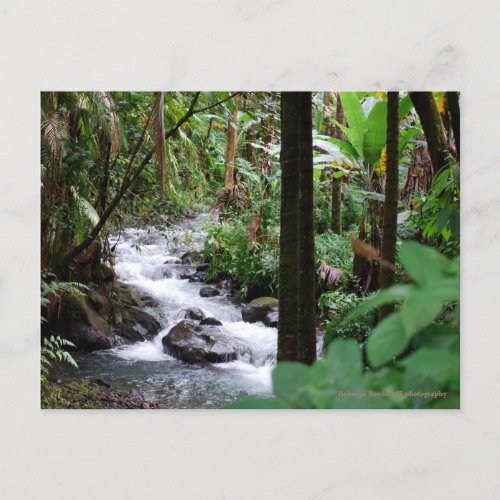 Hawaii Rainforest Postcard
