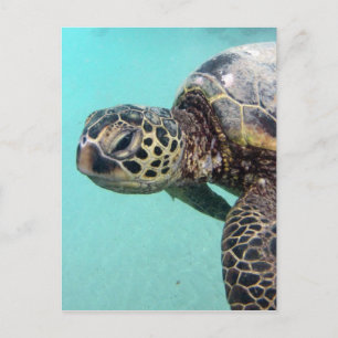 Hawaii Sea Turtle Postcard