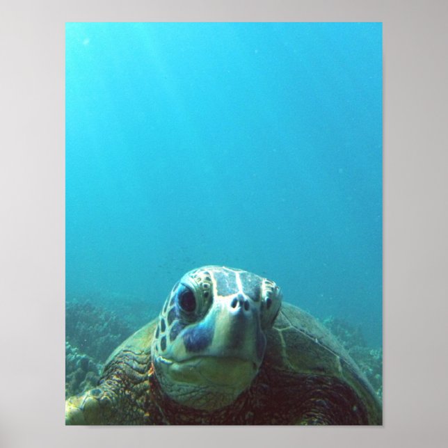 Hawaii Sea Turtle Poster (Front)