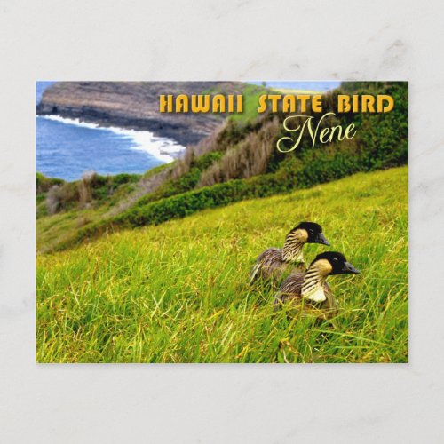 Hawaii State Bird _ Nene or Hawaiian Goose Postcard