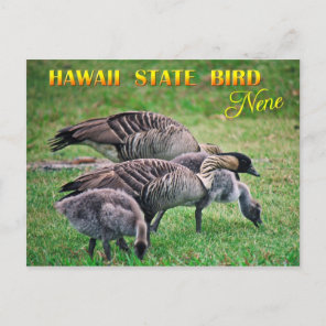 Hawaii State Bird - Nene or Hawaiian Goose Postcard