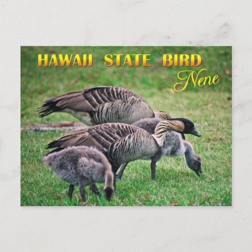Hawaii State Bird _ Nene or Hawaiian Goose Postcard
