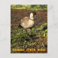 Hawaii State Bird - Nene or Hawaiian Goose