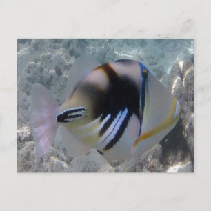 Hawaii State Fish - Himuhumunukunukuapua'a Postcard