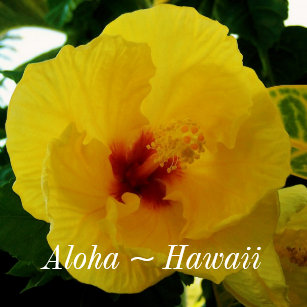 hawaii state flower refrigerator magnets zazzle