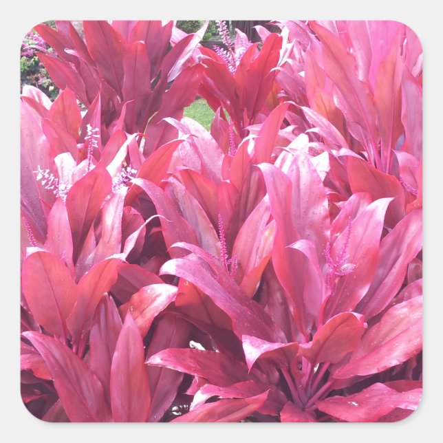 Hawaii Ti leave plant Square Sticker (Front)