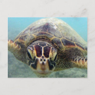 Hawaii Turtle Postcard