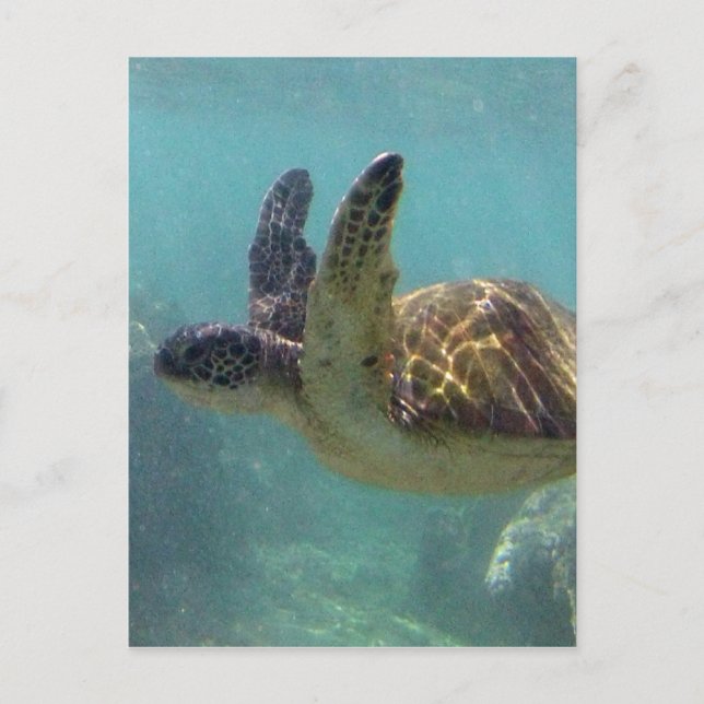 Hawaii Turtle Postcard (Front)