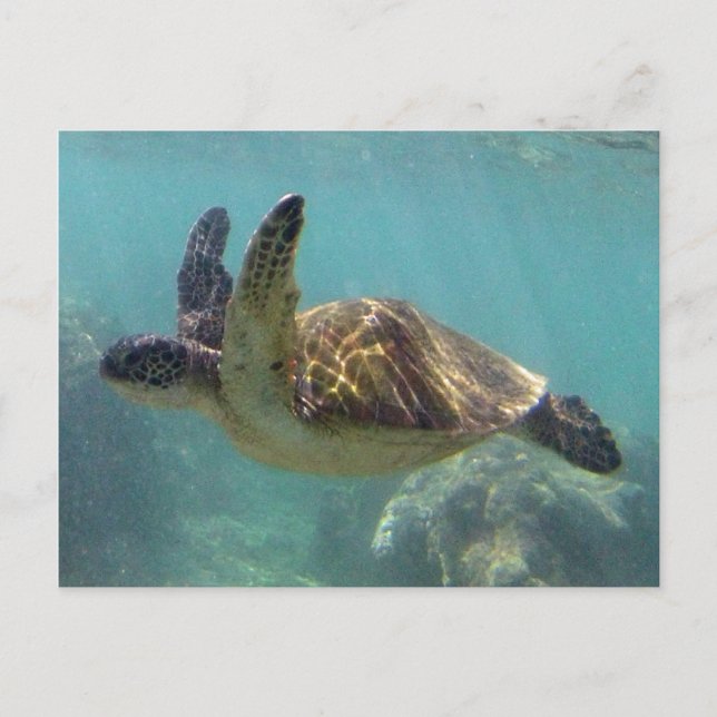 Hawaii Turtle Postcard (Front)
