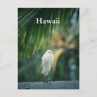 Hawaii White Heron Postcard