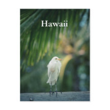 Hawaii White Heron Postcard