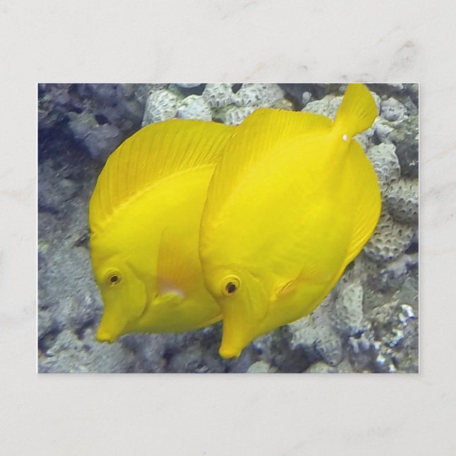 Hawaii Yellow Tang Fish Postcard (Front)