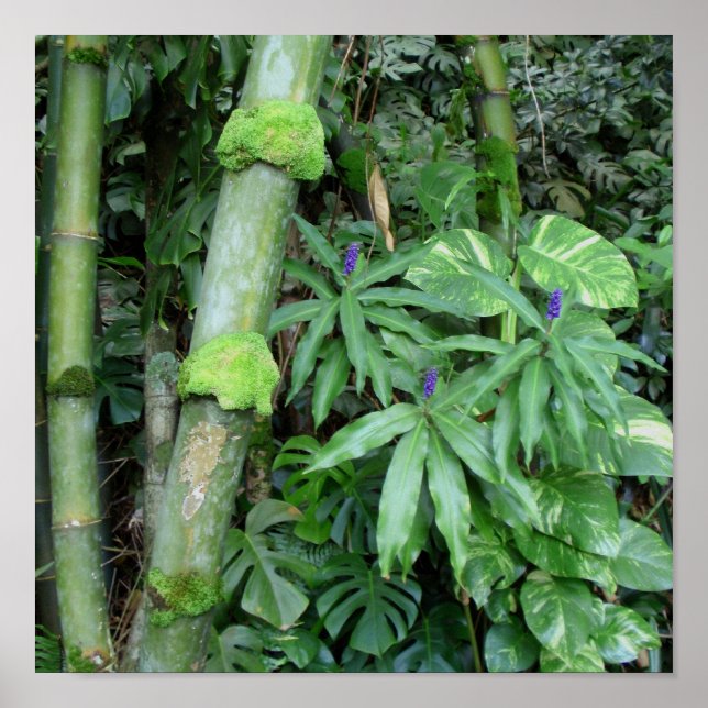 Hawaiian Bamboo and Blue Ginger Poster (Front)