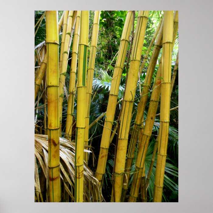 Hawaiian Bamboo Poster