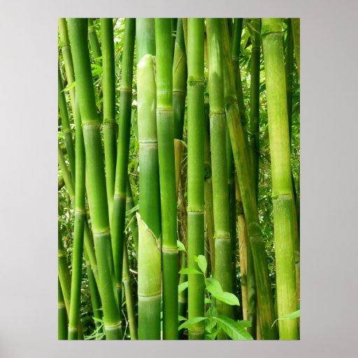 Bamboo Posters, Bamboo Prints, Art Prints, & Poster Designs | Zazzle