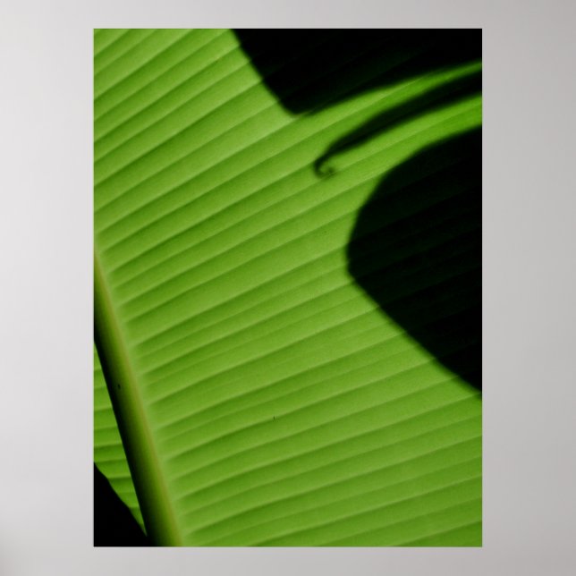 Hawaiian Banana Leaf Poster (Front)