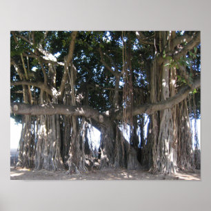 Hawaiian Banyan Tree Poster