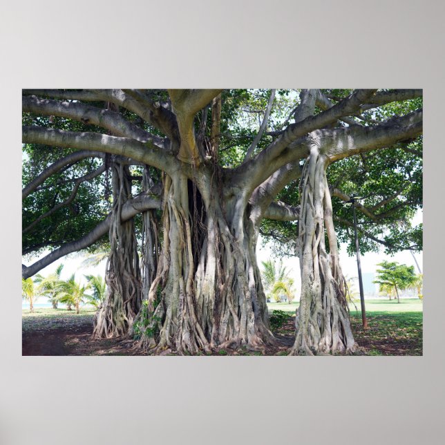 Hawaiian Banyan Tree Poster (Front)