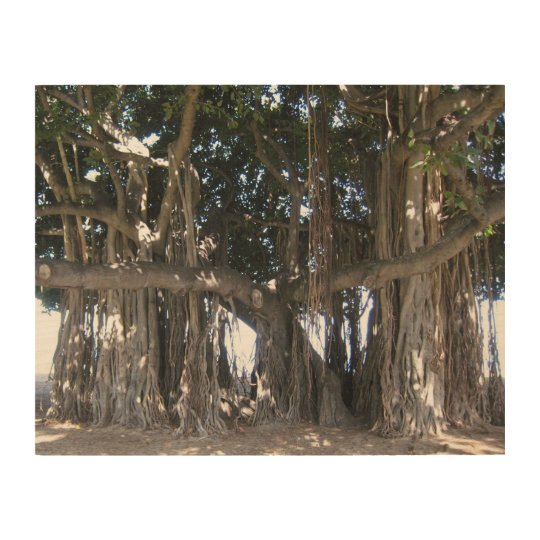 Hawaiian Banyan Tree Wood Poster | Zazzle.com