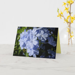 Hawaiian Blue Plumbago flower Card