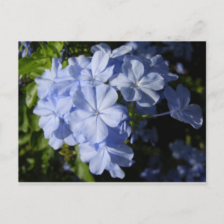 Hawaiian Blue Plumbago flower  Postcard