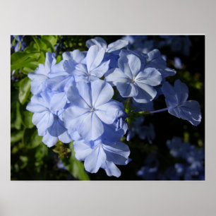 Hawaiian Blue Plumbago flower Poster