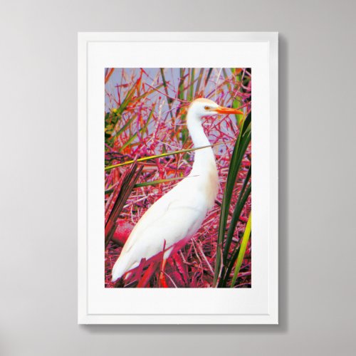 Hawaiian Cattle Egret Framed Art