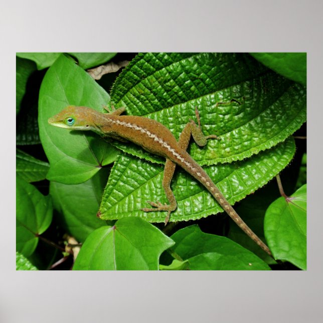Hawaiian Chameleon Poster (Front)