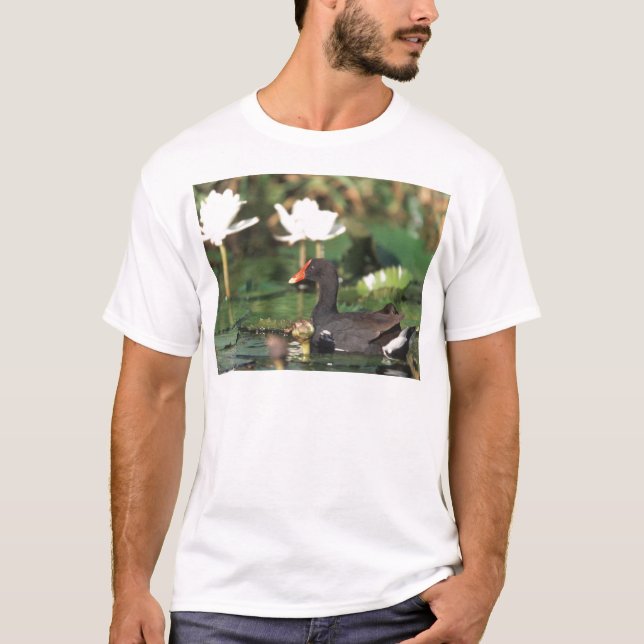 Hawaiian Common Moorhead T-Shirt (Front)