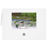 Hawaiian Common Moorhen in Lily Pond (Back Horizontal)