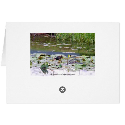 Hawaiian Common Moorhen in Lily Pond (Back Horizontal)