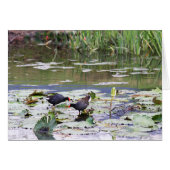 Hawaiian Common Moorhen in Lily Pond (Front Horizontal)