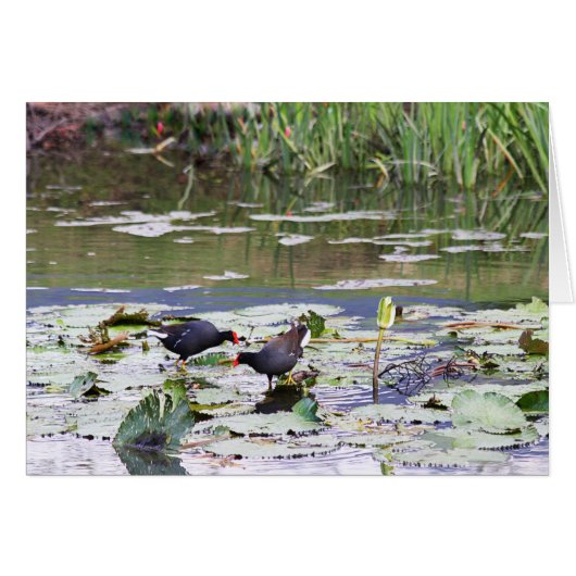 Hawaiian Common Moorhen in Lily Pond (Front Horizontal)