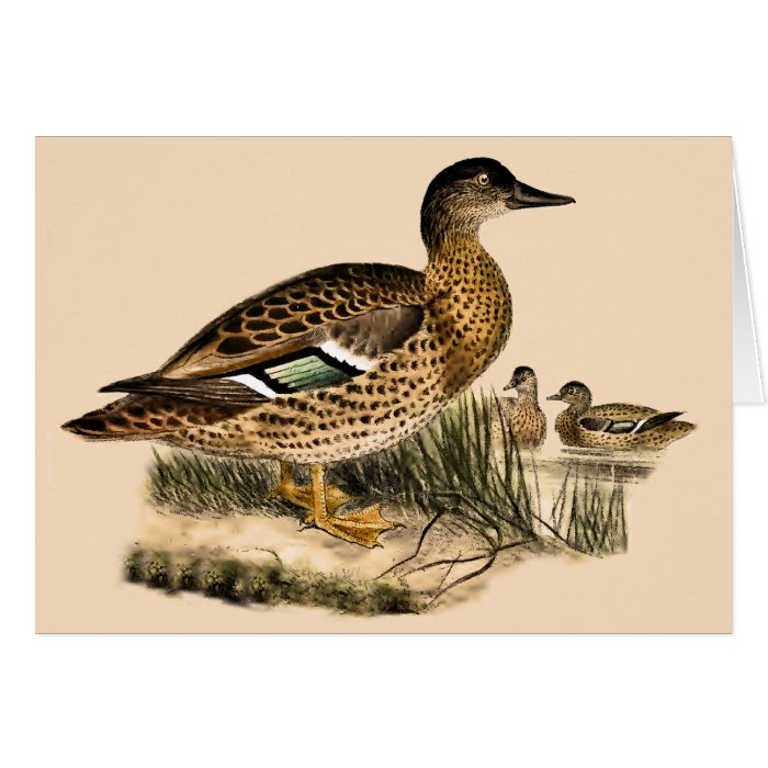 Hawaiian Duck (Anas wyvilliana) Cards