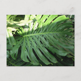 Hawaiian Elephant Ear Plant Postcard