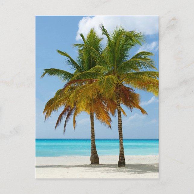Hawaiian Exotic Beach Palm Trees Postcard (Front)