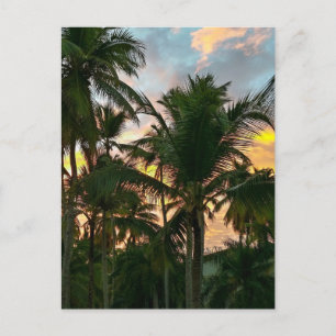 Hawaiian Exotic Beach Palm Trees Postcard