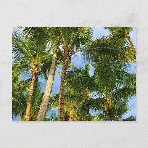 Hawaiian Exotic Beach Palm Trees Postcard