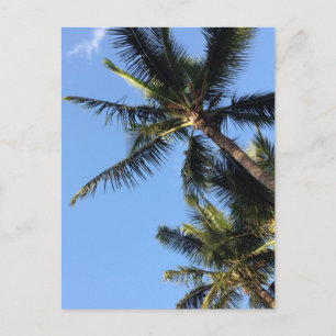 Hawaiian Exotic Beach Palm Trees Postcard