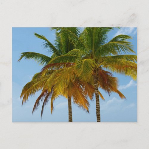 Hawaiian Exotic Beach Palm Trees Postcard