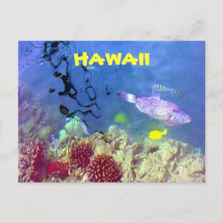 Hawaiian Fish Postcard