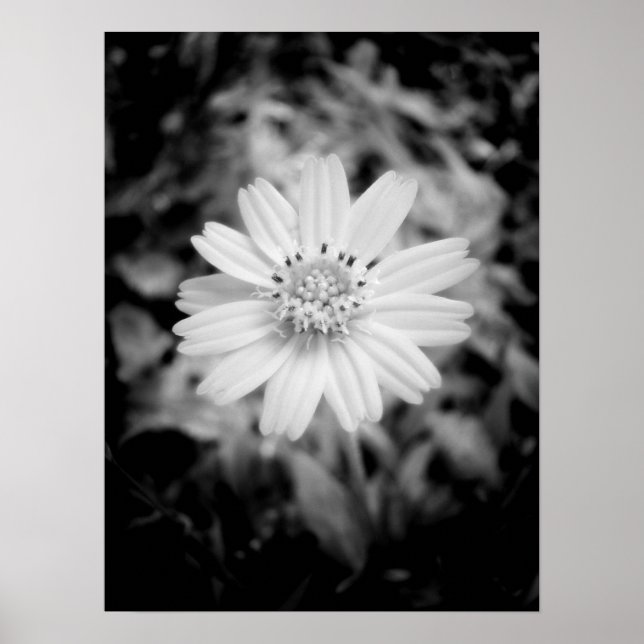Hawaiian Flower B&W Poster (Front)