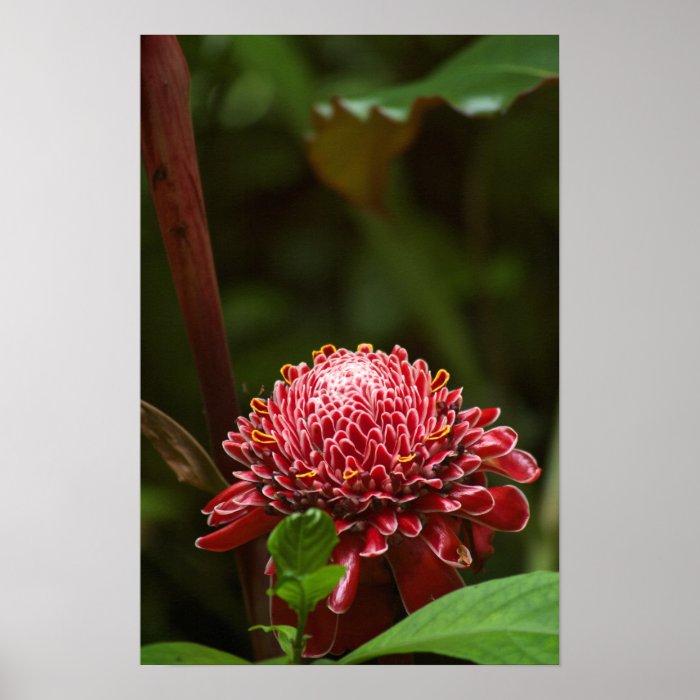 Hawaiian Flower Poster   Perfect for ANY wall