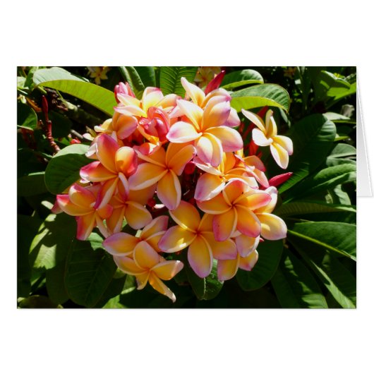 Hawaiian Frangipani Cards (Front Horizontal)