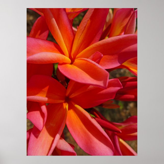 Hawaiian Frangipani Poster (Front)