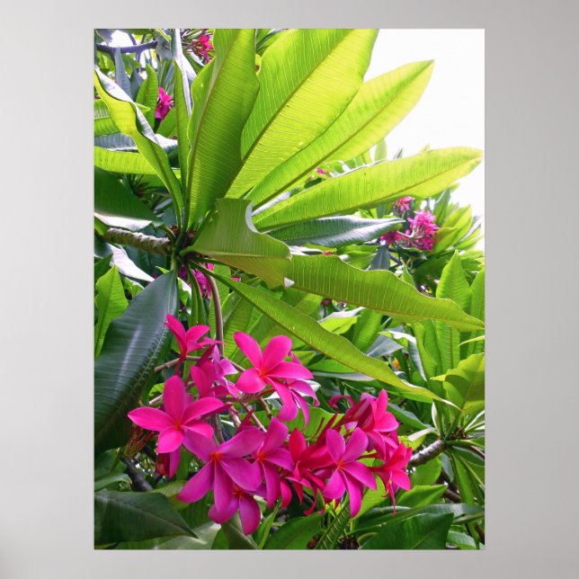 Hawaiian Frangipani Poster (Front)
